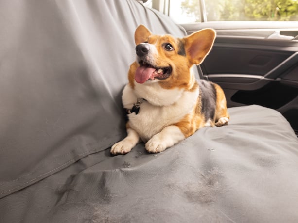 Explore Back Seat Essentials